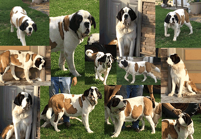 Tillie collage